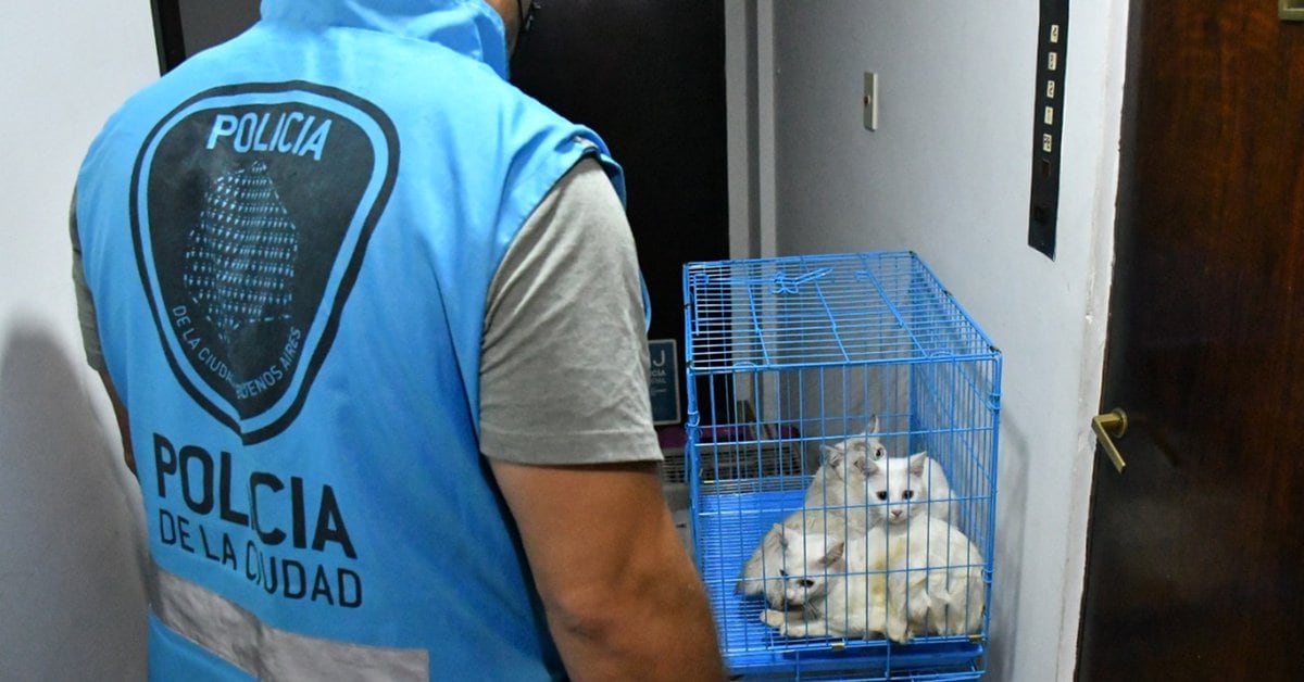 Raid in Villa Crespo: they rescued 17 cats crammed into cages and found seven dead felines in a refrigerator