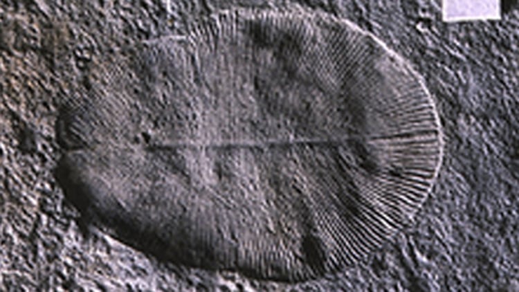 El animal más antiguo de la Tierra, llamado Dickinsonia, que vivió hace 500.000 millones de años