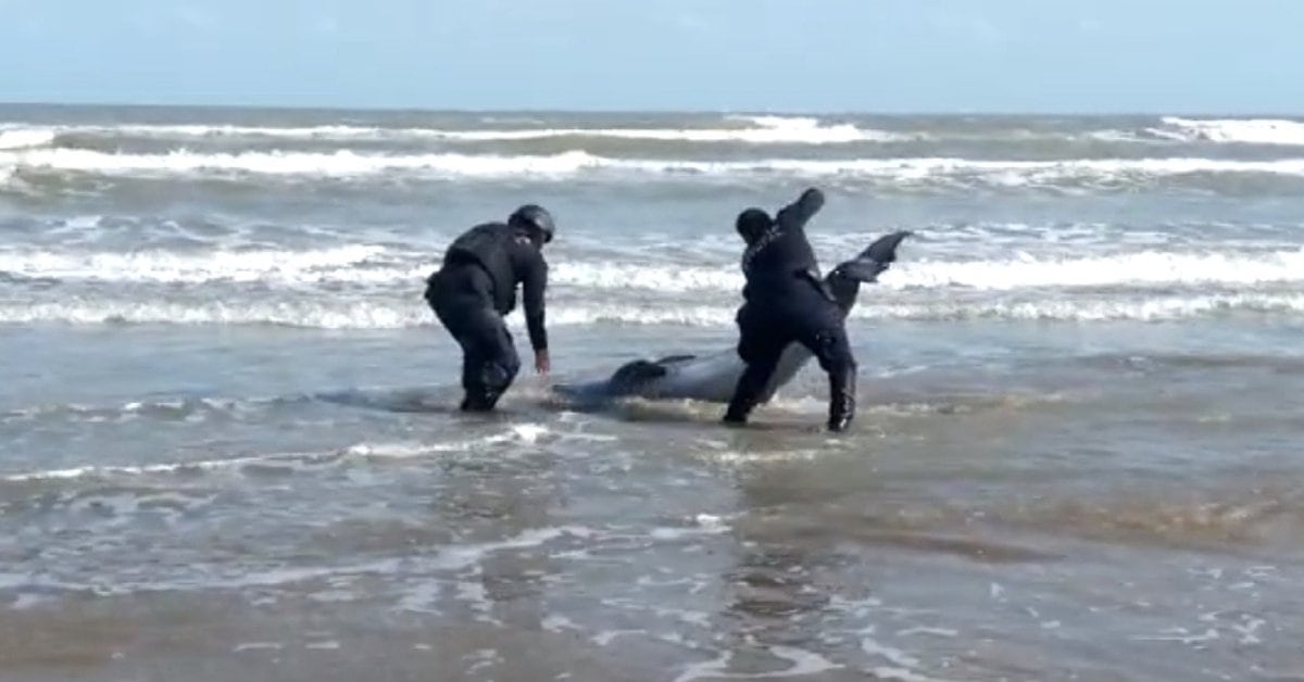 The moment when Two Policemen rescued a Dolphin stranded on a Tamaulipas beach
