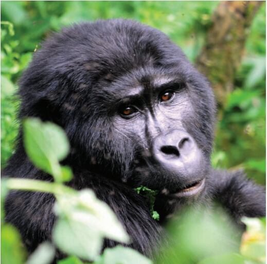 Gorila de montaña, una especie protegida (Segunda naturaleza. Cambiando el futuro para especies en peligro de extinción/UICN)