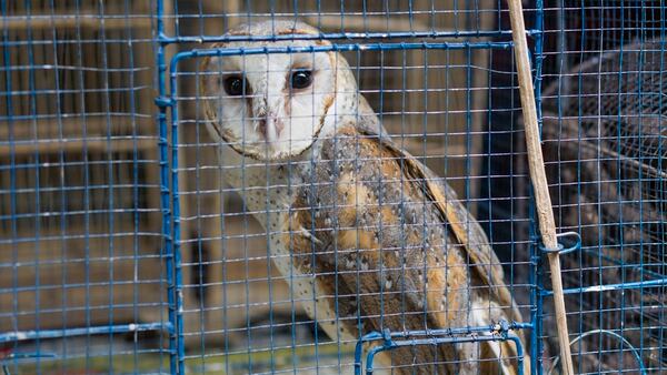 Solo en América Latina y el Caribe, hay alrededor de 600 especies en peligro crítico de extinción (Getty)