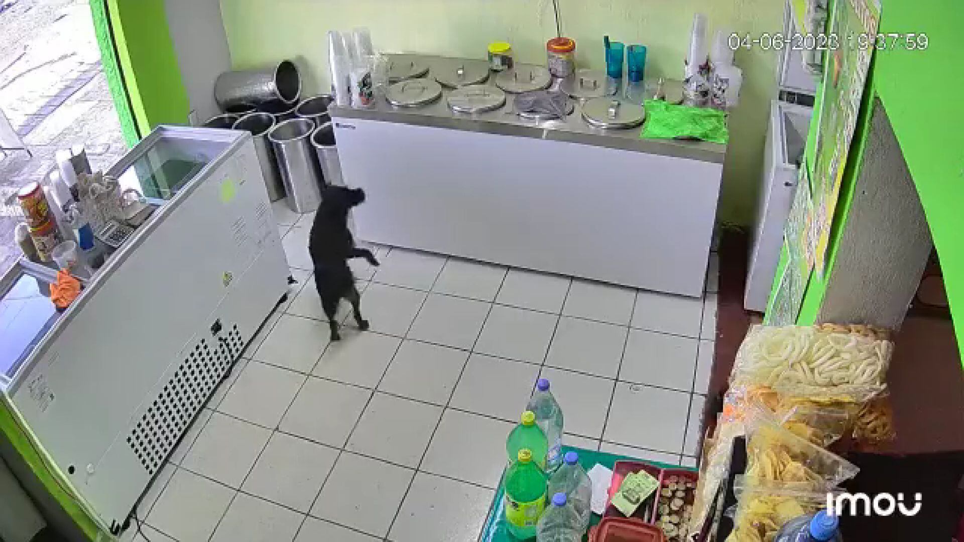 El can "supervisando" que nadie se acerque a la tienda mientras su presunto dueño está robando (Captura de Pantalla Twitter @INSEGURIDAD_GDL)