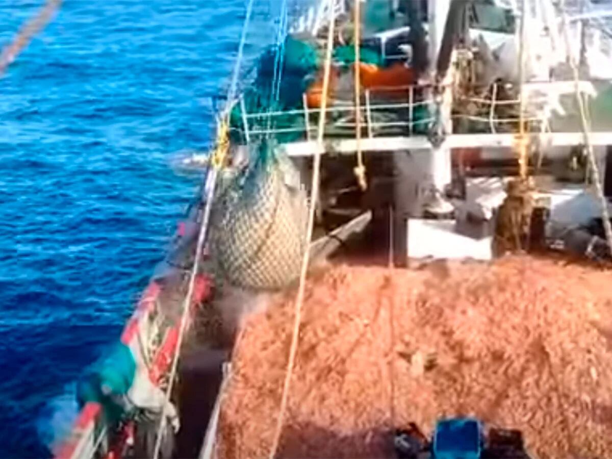 “Gravísimo error”: las pesqueras criticaron los cambios que propone la Ley Ómnibus para el sector