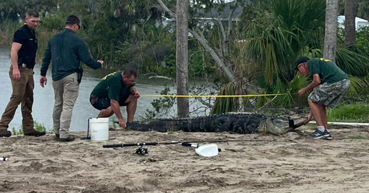A 10-foot alligator kills a young man in Florida