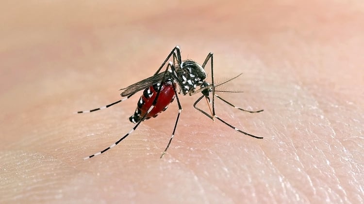 La especie Aedes aegypti es la responsable de transmitir enfermedades como el dengue, que según la Organización Panamericana de la Salud (OPS) alcanzó en 2019, el mayor número de casos registrados en la historia: 2,7 millones y 1206 muertes (Shutterstock)