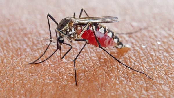 Resultado de imagen para mosquito malaria