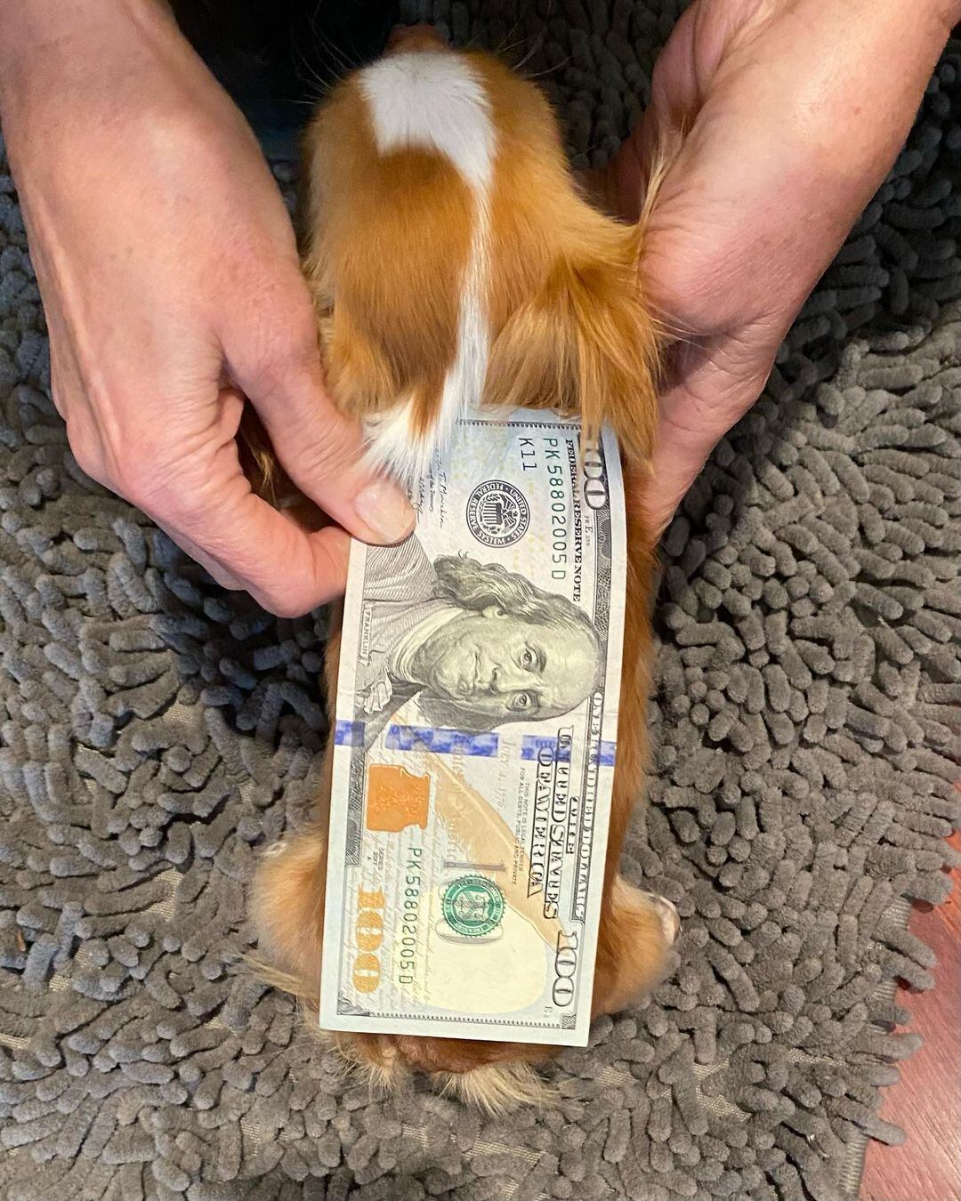 El plan de Demi Moore para que su perro “se robe” el título del más pequeño del mundo (Instagram @demimoore)
