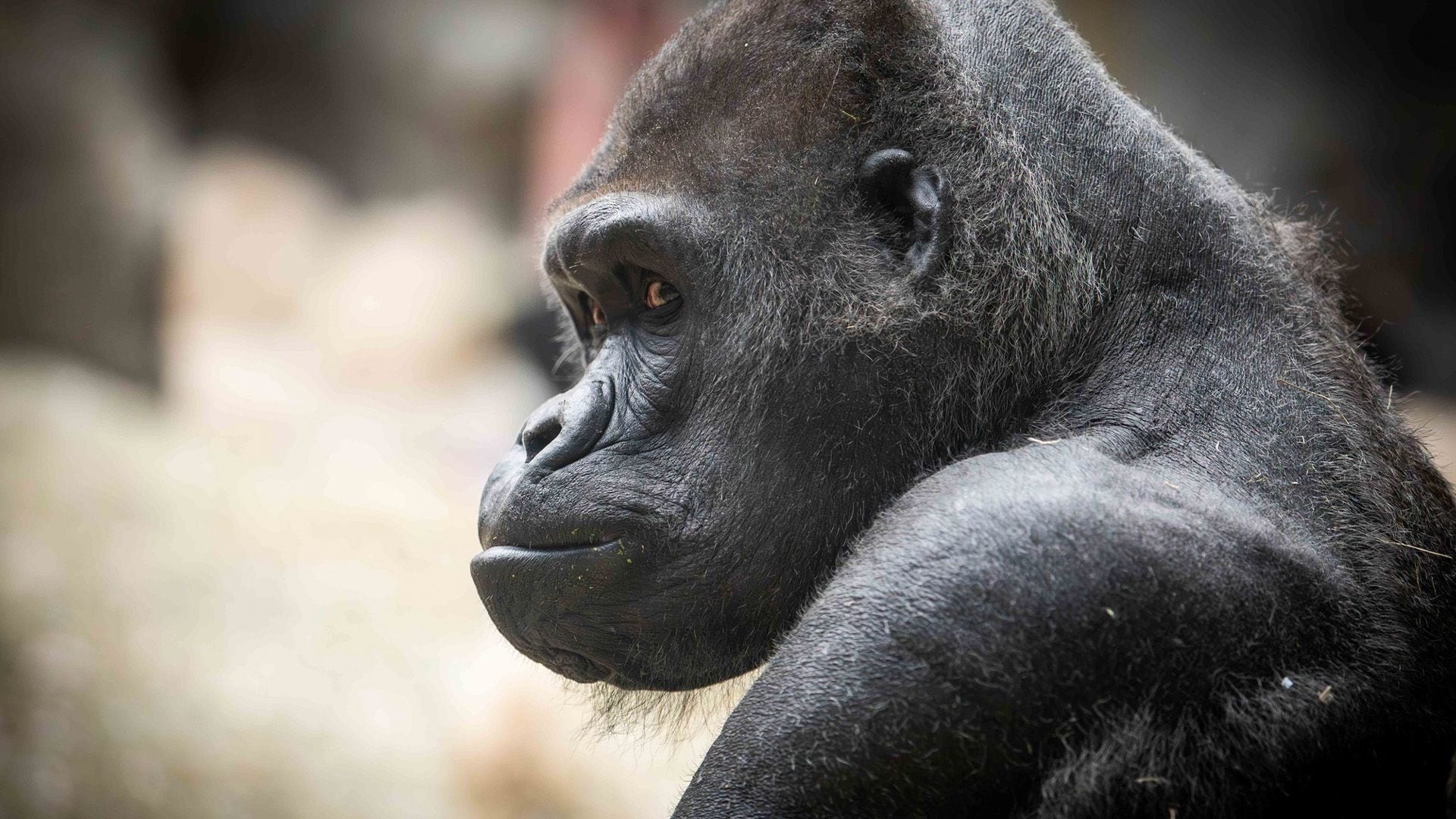 El Zoológico de Buffalo lamentó la muerte de Koga, un gorila de espalda plateada de 36 años. (Facebook/The Buffalo Zoo)Koga, gorilas, animales, mascotas, muerte, zoológicos, Nueva York, Estados Unidos, primates, simios