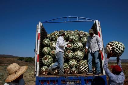 El nombre del operativo se basa en “una cactácea utilizada en la fabricación del tequila, la bebida emblemática del estado de Jalisco, lugar donde reside el cártel”, escribió la AP (Foto: REUTERS/Carlos Jasso)