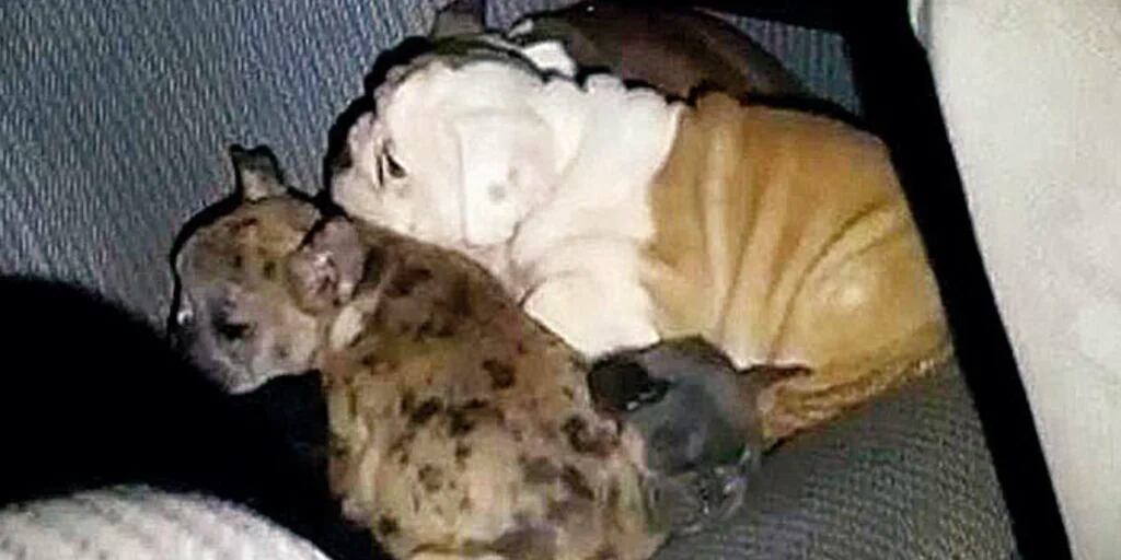 en Uruguay a un contrabandista de perros bulldog desde Argentina - Infobae