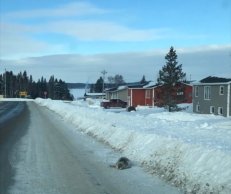 Una foca varada se arrastra sobre la nieve en una carretera de Roddicton, Terranova, Canadá. (Reuters)
