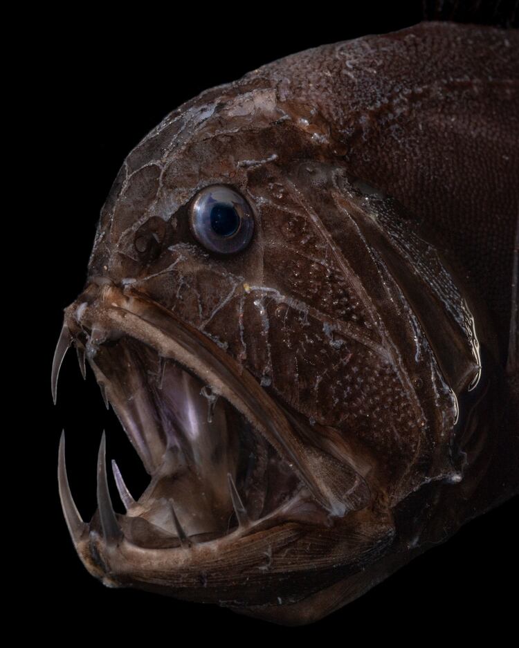 El Anoplogaster cornuta, o pez de colmillos largos. (Paul Caiger/Woods Hole Oceanographic Institution)