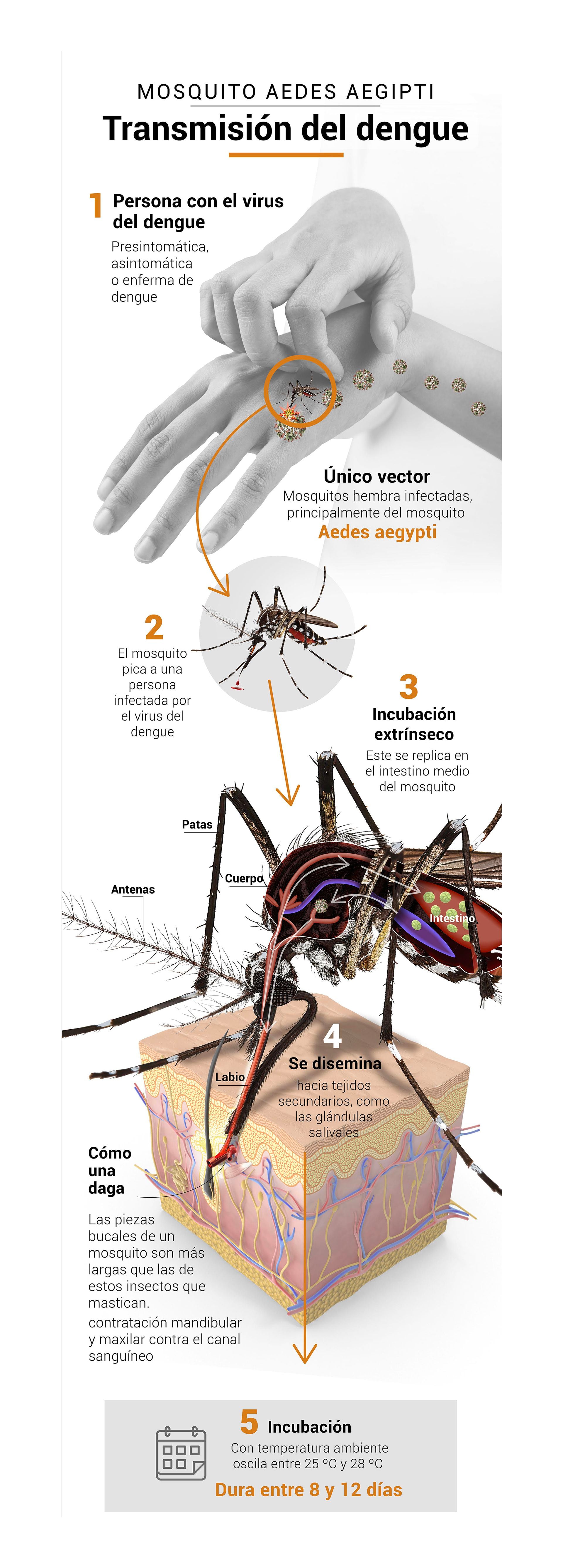 Cómo se transmite el virus del dengue (Infografía Marcelo Regalado)