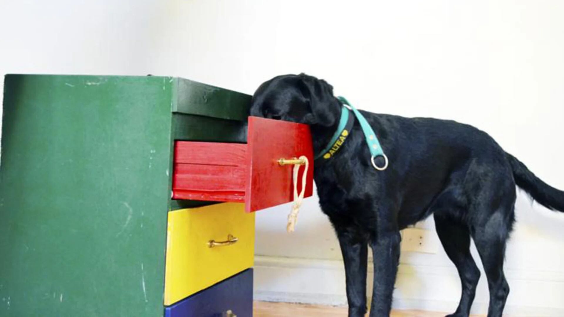 Durante el entrenamiento a un perro de asistencia aprende a sacar y dejar cosas de un cajón. (Bocalán)