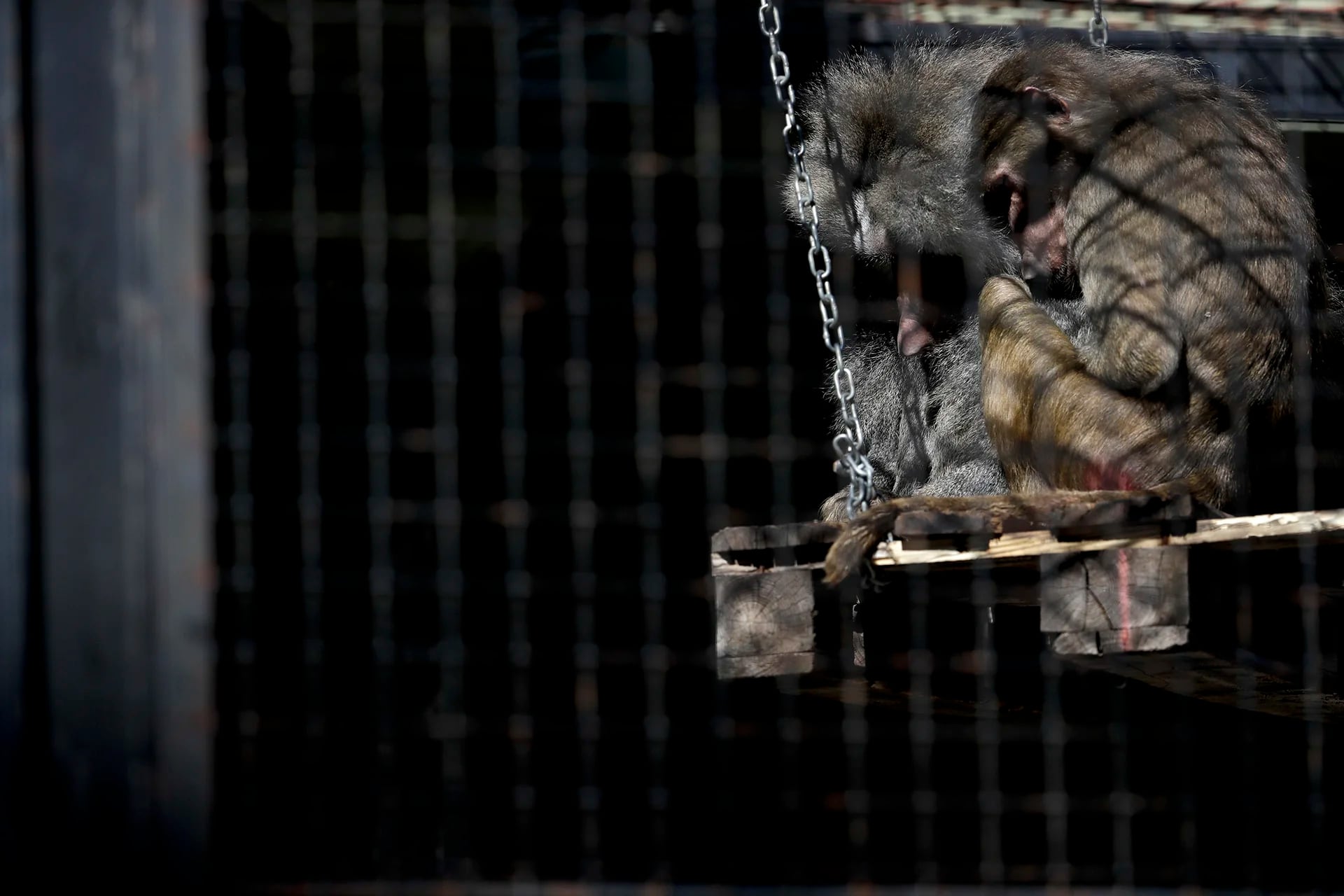 Los babuinos se apiñan en el interior de su jaula