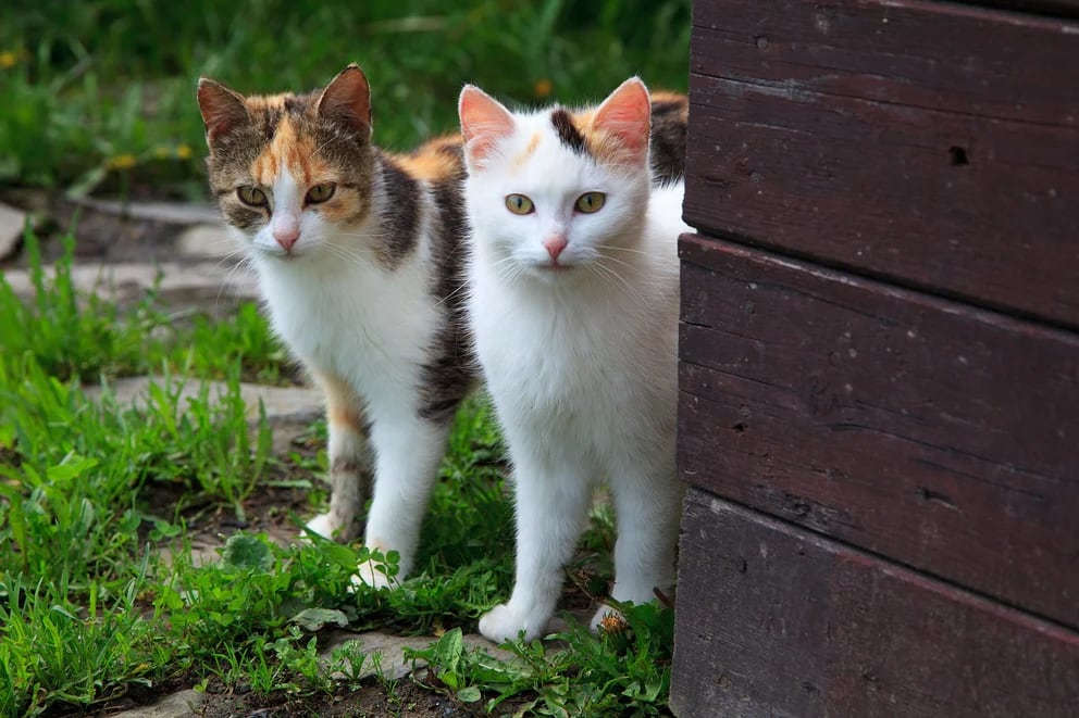 Una familia ofrece un sueldo millonario por cuidar a sus dos gatos en Inglaterra