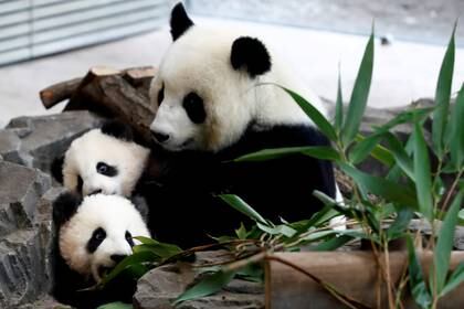 Desde 2016, los pandas gigantes ya no están “en peligro” de extinción pero la especie sigue siendo “vulnerable” (REUTERS/Fabrizio Bensch)