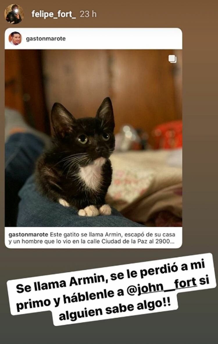 Resultado de imagen para El pedido de ayuda de Felipe Fort en las redes, para encontrar a un gatito perdido