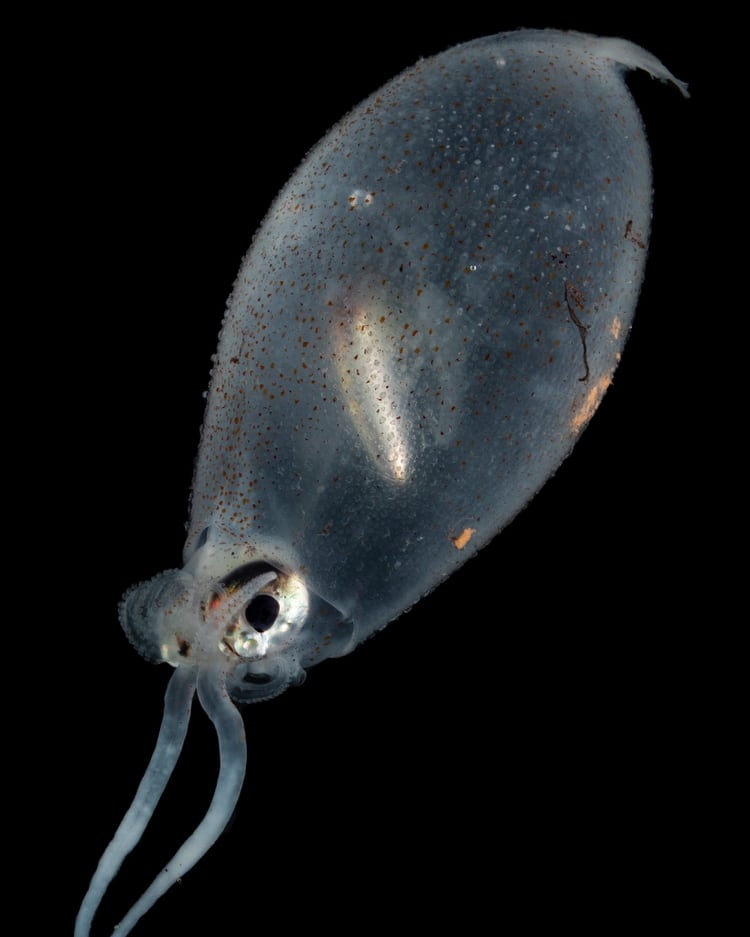 El pequeño calamar de las profundidades se vuelve incomible para sus depredadores al replegarse dentro de sí y llenarse de tinta. ( Paul Caiger/Woods Hole Oceanographic Institution)