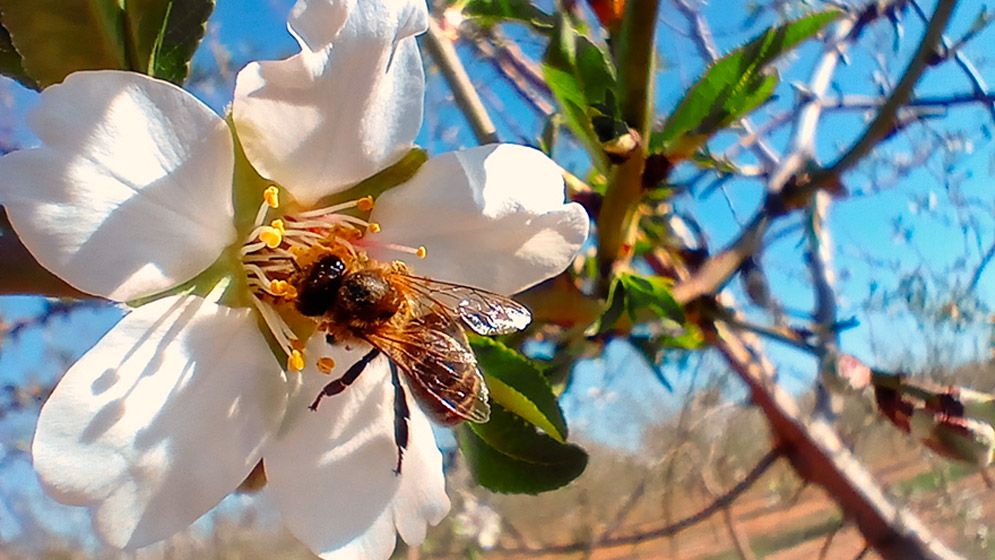 Abeja de la miel (Apis mellifera) visitando una flor de almendro - variedad autocompatible Marinada. Foto: Agustín Saez.