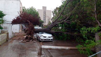 El temporal volteó árboles y rompió vehículos