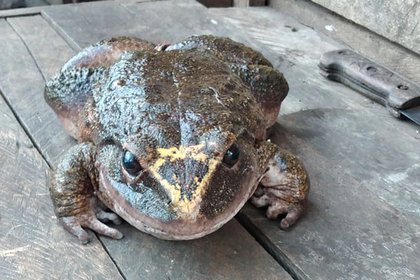 El animal hace parte de la especie Cornufer guppyi  que es conocida por los lugareños como "pollo de monte", pues lo consumen en su alimentación. Facebook: Jimmy Hugo