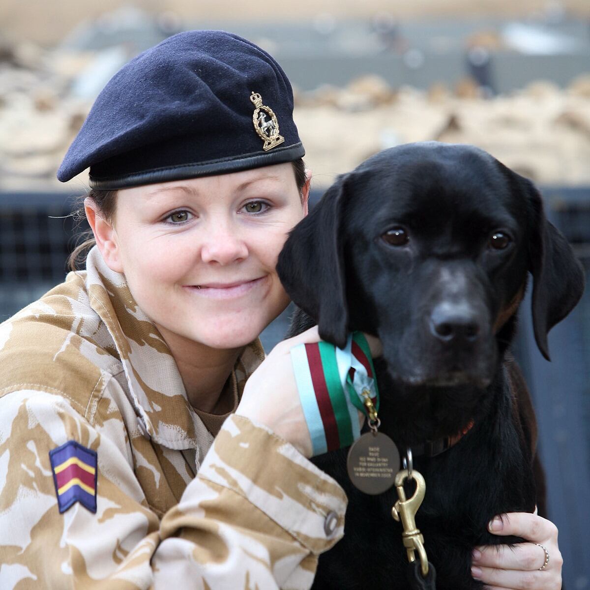 Sadie sirvió en Bosnia, Irak y Afganistán. Sadie, perros, razas de perros, labrador, mascotas, animales, Héroes de guerra