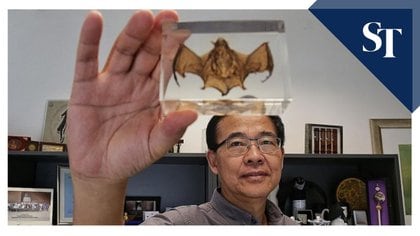 Wang ha logrado descubrir varios virus con origen en murciélagos (Univ. Duke)