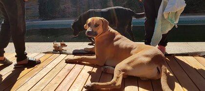 Milo en su casa al lado de Sol, su amiga, y otro de los perros de la familia.