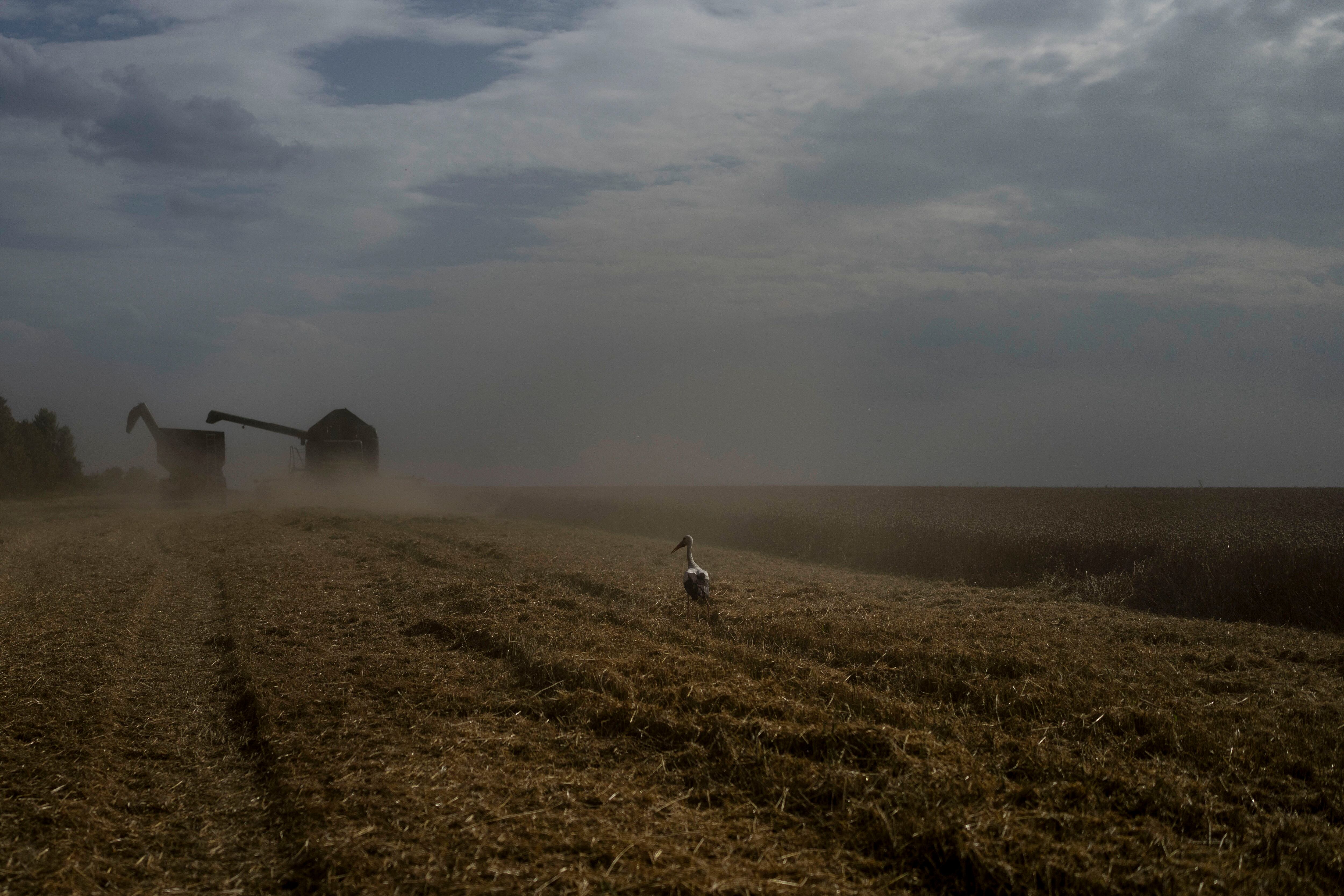 Un pájaro posado en un campo de trigo mientras una cosechadora recoge los cultivos en la región de Cherkasy (AP Foto/Jae C. Hong)