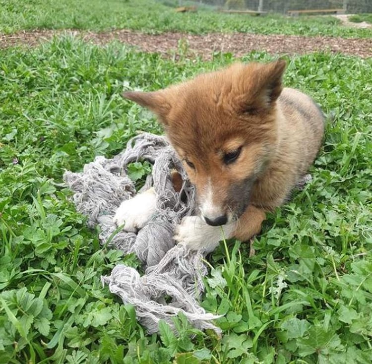 Wandi fue enviado al santuario de la Fundación Australiana de Dingo (Foto: Instagram @wandi_dingo)