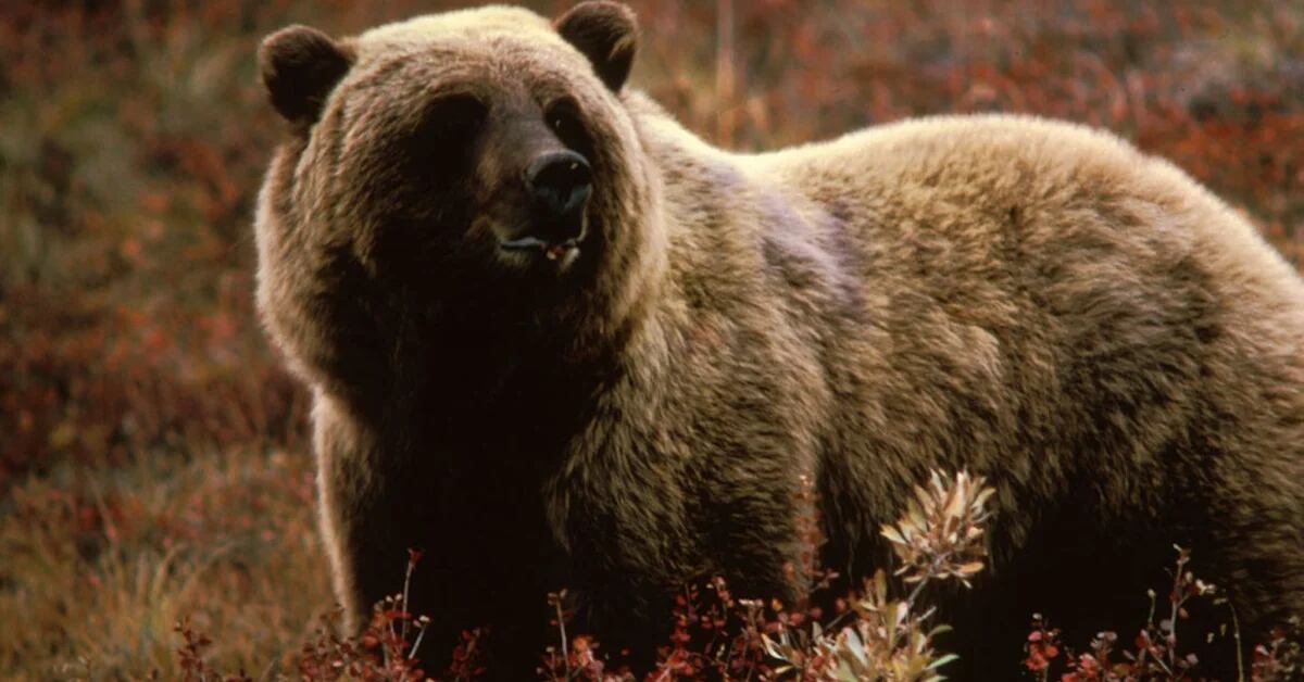 L’Italia cattura un orso che uccide un passante e si apre un dibattito sul futuro dell’animale