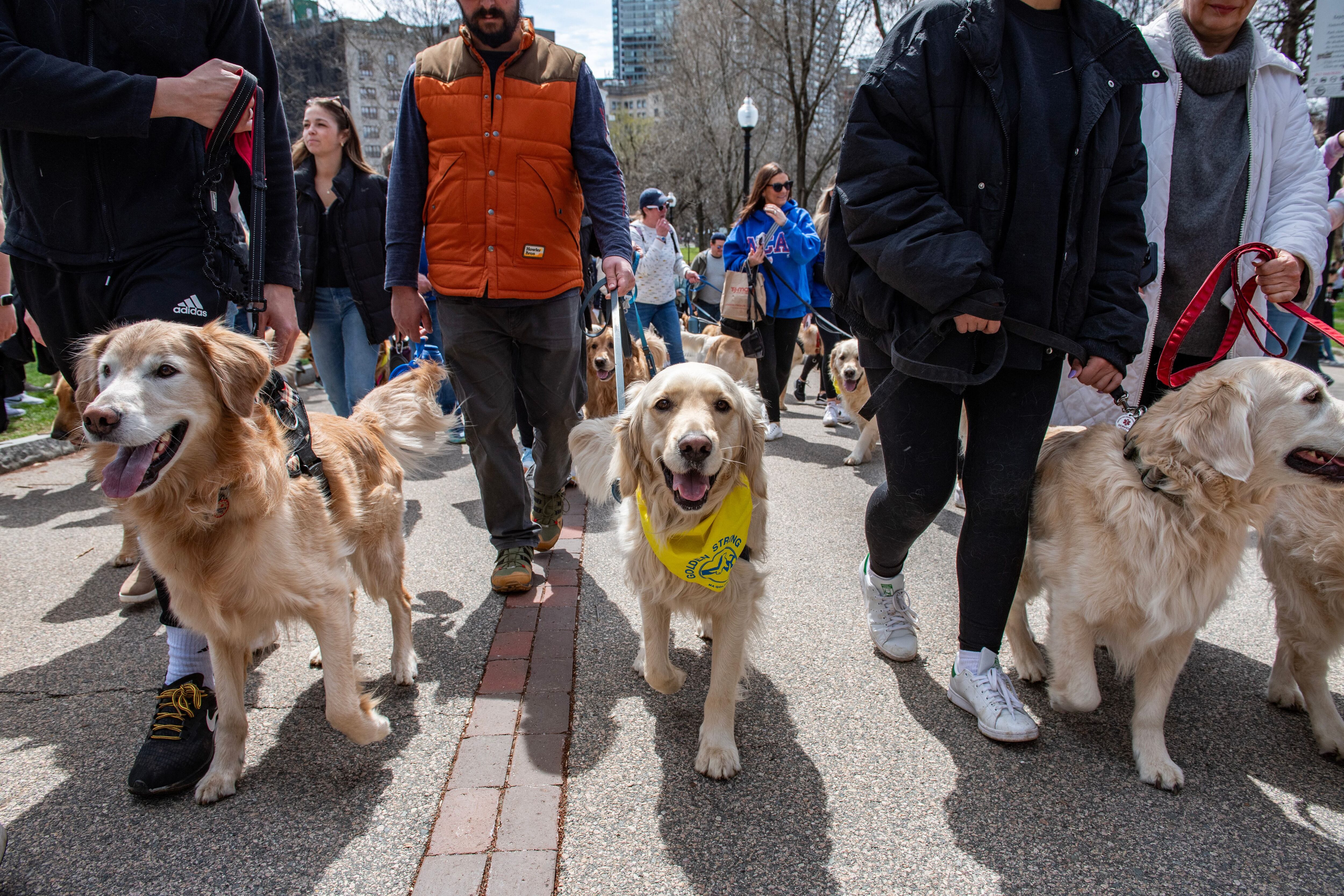 Además de la reunión, los dueños pasearon a sus golden retrievers desde Boston Common hasta el Massachusetts State House. (AFP/Joseph Prezioso).Golden retrievers, perros, razas de perros, animales, mascotas, Boston Marathon, Boston, Massachusetts, noticias de animales, noticias de mascotas.