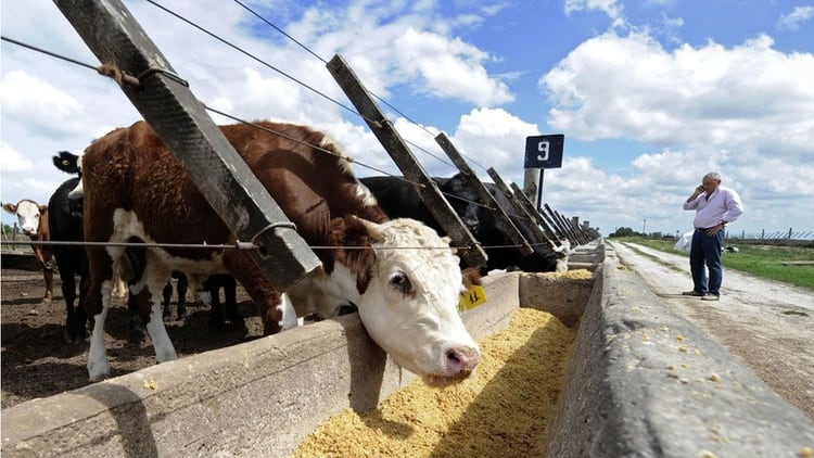 La alimentación feedlot, una suplementación por la cual las vacas son engordadas en corrales, hace que comamos su carne con exceso de grasa, producto de un ganado obeso (archivo Infobae)