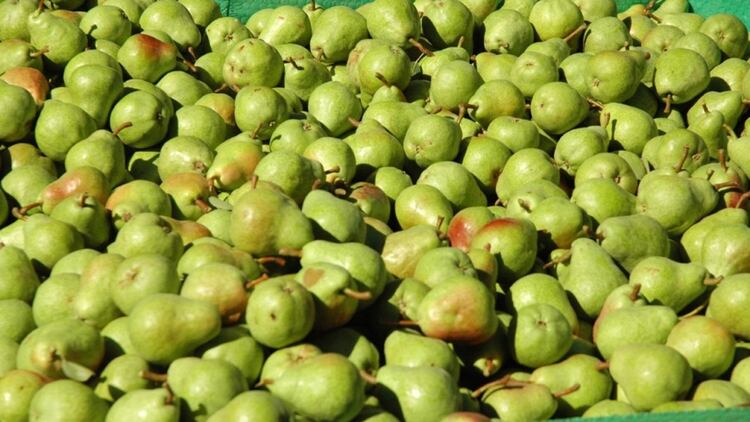 Según los especialistas, ya se está haciendo compostaje en muchos puntos del país, por ejemplo en Río Negro con el orujo de peras y manzanas 