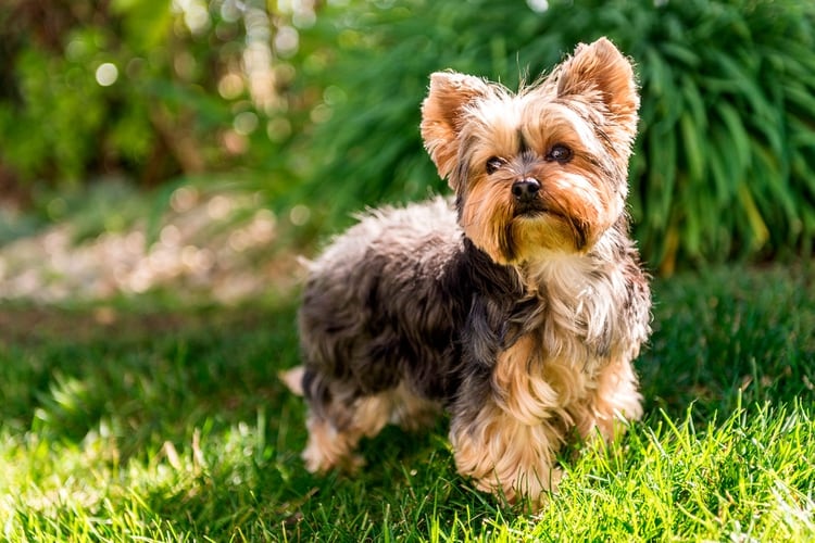 Los Yorkshire están en el séptimo puesto para tenerlo como mascota en los hogares (Shutterstock)