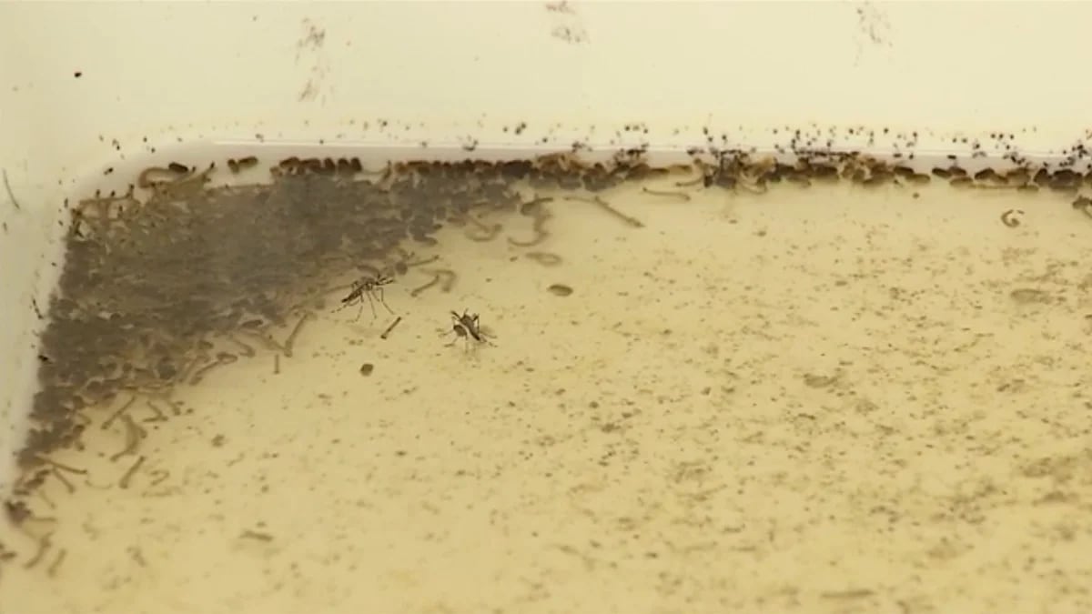 Batalla contra el dengue: en Uruguay probarán criar Aedes Aegypti y esterilizar a los machos para evitar su reproducción