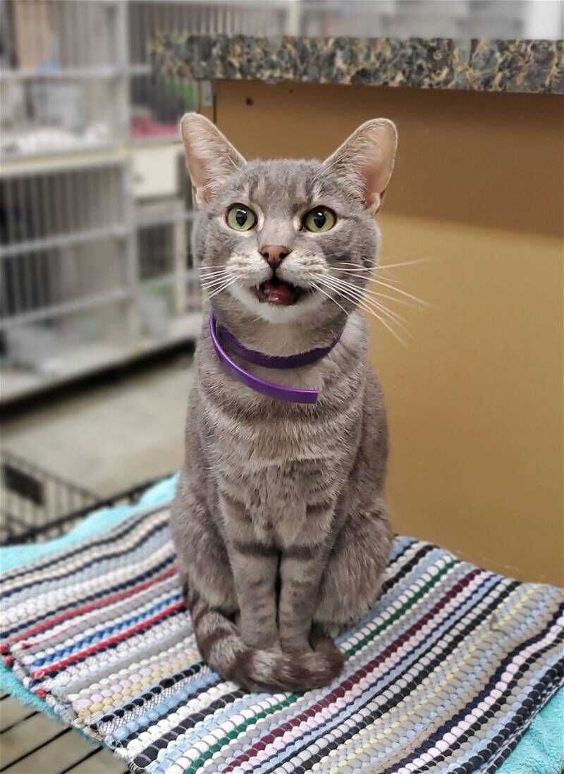 Con esta foto dieron promoción a Barney para que fuera adoptado por una familia (Reddit Aww)