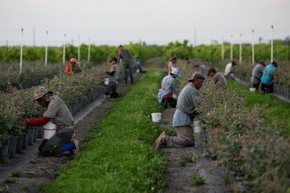 La pérdida de puestos de trabajo de los trabajadores migrantes de países pobres ha reducido la cantidad de dinero que han enviado a casa. (REUTERS/Marco Bello/archivo)