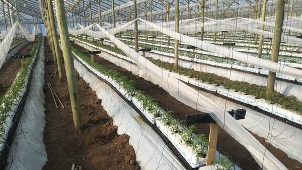 En La Plata, las plantas de tomates reciben el agua y los nutrientes necesarios a través de un sofisticado sistema de riego