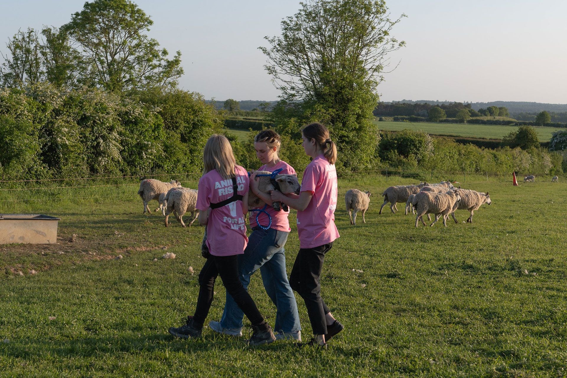 Un grupo proteccionista de animales robó tres corderos de una finca del rey Carlos III (Twitter: @AnimalRising)