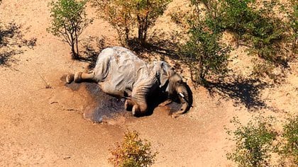Más de 350 elefantes fueron hallados muertos en el delta de Okavango y otras zonas de Botswana