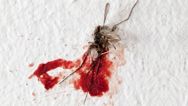 Chikungunya quiere decir “aquel que se encorva” (Shutterstock)