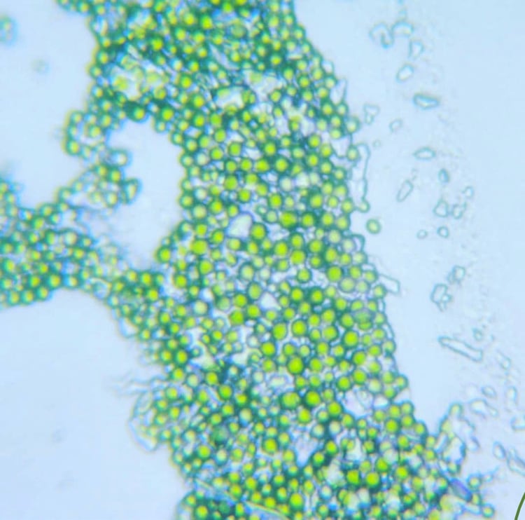 Microalgas (Foto: Instagram Greenfluidics)