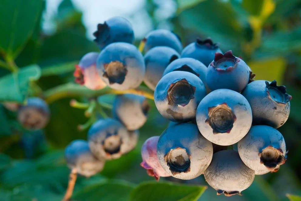 The super power of blueberries to slow aging and protect the brain