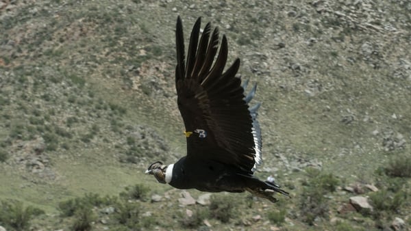 Un cóndor en pleno vuelo en Mendoza. Será la imagen del billete de 50