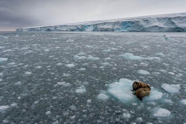 Morsas en el témpano de hielo en Kvitøya en Svalbard - Vista aérea sobre dos morsas en un témpano de hielo frente a Kvitøya (Isla Blanca) en el archipiélago de Svalbard. - © Christian Åslund / Greenpeace