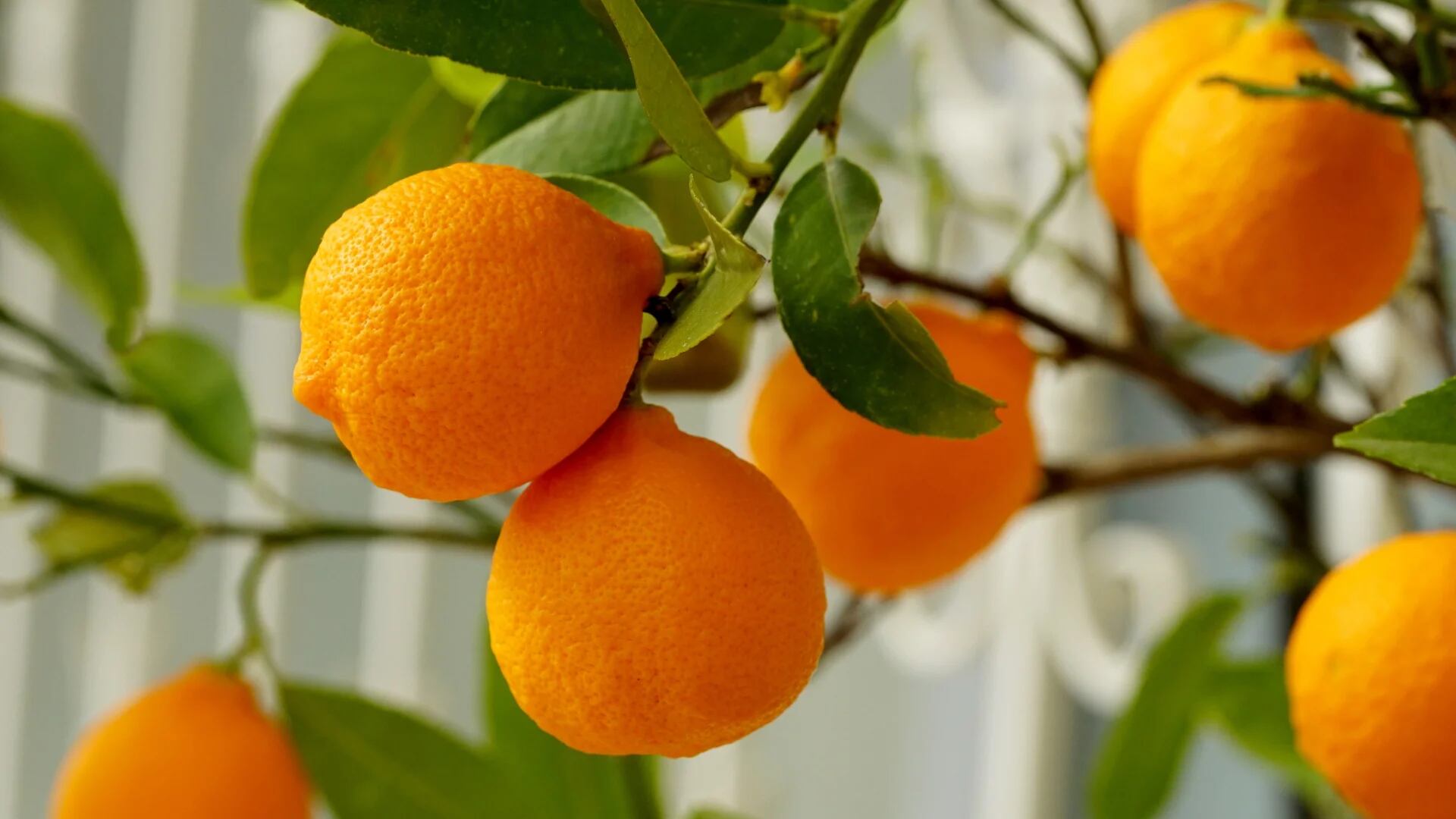 El origen de las naranjas de Mercadona: ¿por qué no se podrán comprar cítricos españoles hasta finales de octubre?