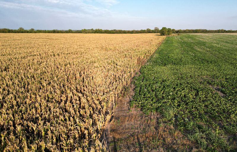Campos de maíz aledaños, como expresando una frontera entre "La Niña" y "El Niño"
REUTERS/Miguel Lo Bianco
