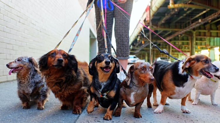 Los paseadores caninos fueron habilitados a volver a trabajar en el municipio de Tigre (Shutterstock)